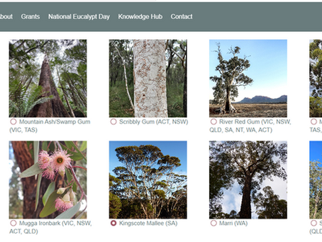 Vote for Eucalypt of the Year 2026