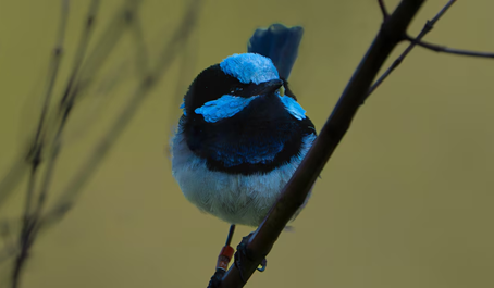 Fears for superb fairy-wrens as experts studying Canberra population predict extinction within decades