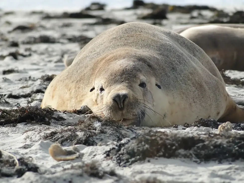 source: website article- Australian Sea-Lion