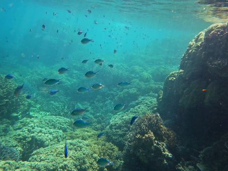 Two prospects for huge ocean conservation gains are now within grasp – and it’s about time