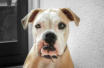 silly dog face