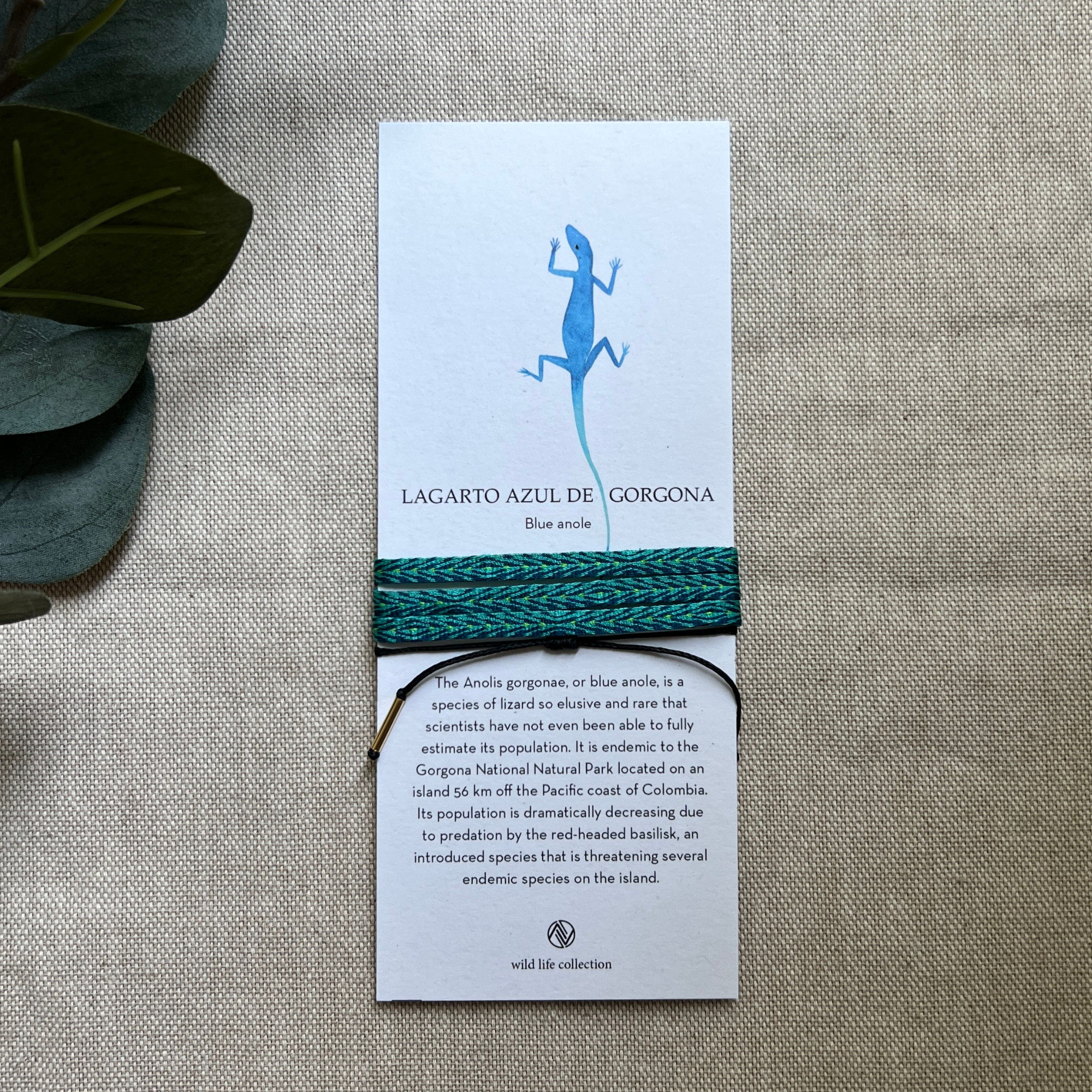 LAGARTO AZUL DE GORGONA