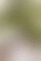 bride and groom hold hands at NY Botanical Gardens in the Bronx