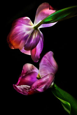 PROOFO FIVE FEBRUARY 2026 copy