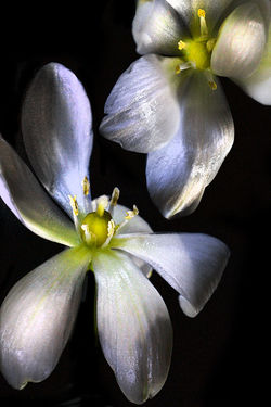 FLOWERS 2019 16 copy