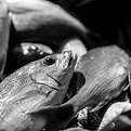 full-cooler-deep-sea-8-hour-charter-myrtle-beac