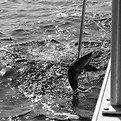 cobia-catch-8-hour-offshore-charter-sc_edited.j
