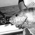 grouper-snapper-8-hour-charter-myrtle-beach_edi