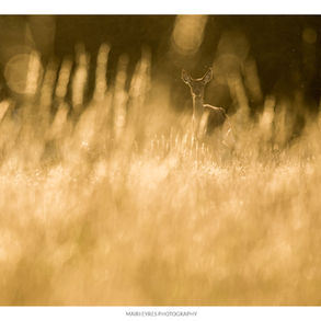 No. 49, 17th September: Golden deer