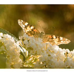 No. 29, 21st April: Painted lady
