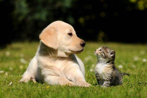 Urgent Call for Animal Advocacy in South Central: A Community in Need