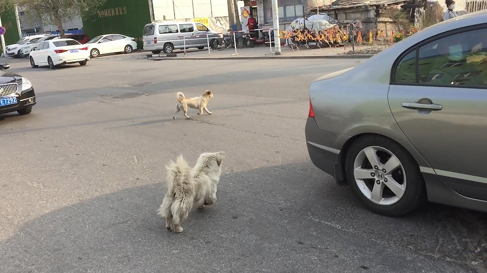 Stray Animal Population on the Rise in South Central: Community Calls for Action