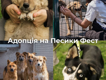 Песики Фест: зона адопції разом із притулком "Сіріус".