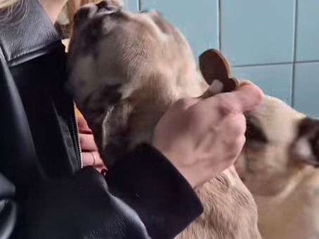Підтримка Gostomel Shelter від PetHouse & virtoriia_onopriienko