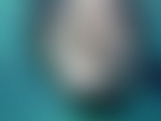 Casa nova para ‘uma foca na cesta’