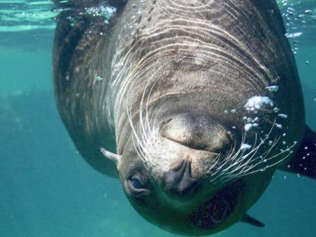 Casa nova para ‘uma foca na cesta’