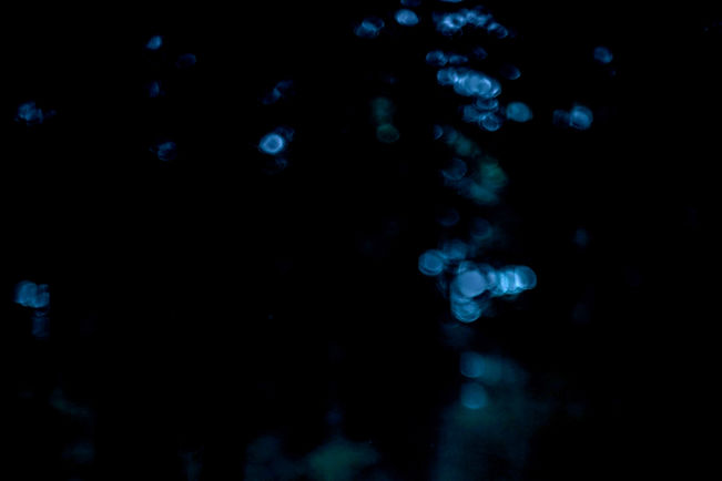 Blurry Forest_edited_edited.jpg