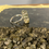 Thumbnail: Green Moss Agate Ring .925 Sterling Silver setting