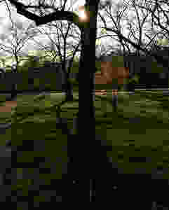 Photo by Theresa Abalos. Schenley Park. April 2020.