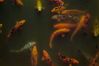 CY08096-R1-16-17A.jpg