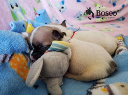 Criadero_Bulldog_Francés_México_Bosco_ca