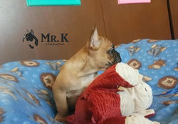 Mr._K