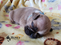 Criadero_Bulldog_Francés_México_Honey_ca