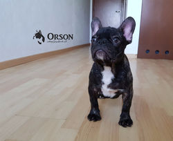 bulldog frances cachorro Orson3