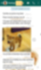 testimonio combo victory dogs breeder.jp