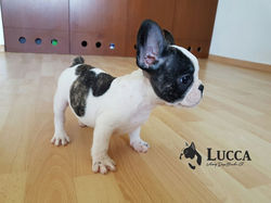 Bulldog Francés
