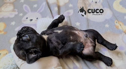 bulldog francés méxico cachorro cuco criadero vdb
