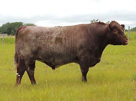 Bell M Captain 139D.jpg