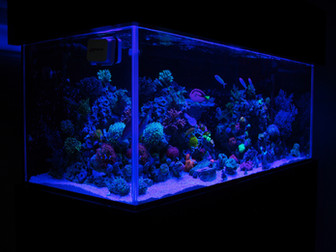 Miracles Aquariums 48" x 20" x 20" Eurobraced Low Iron Glass Reef with custom overflow box & stand.