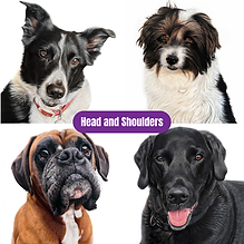 Head and Shoulders - 1.png