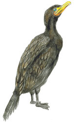 cormorant_17_o.jpg