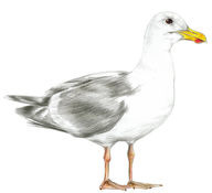 gull001_o.jpg