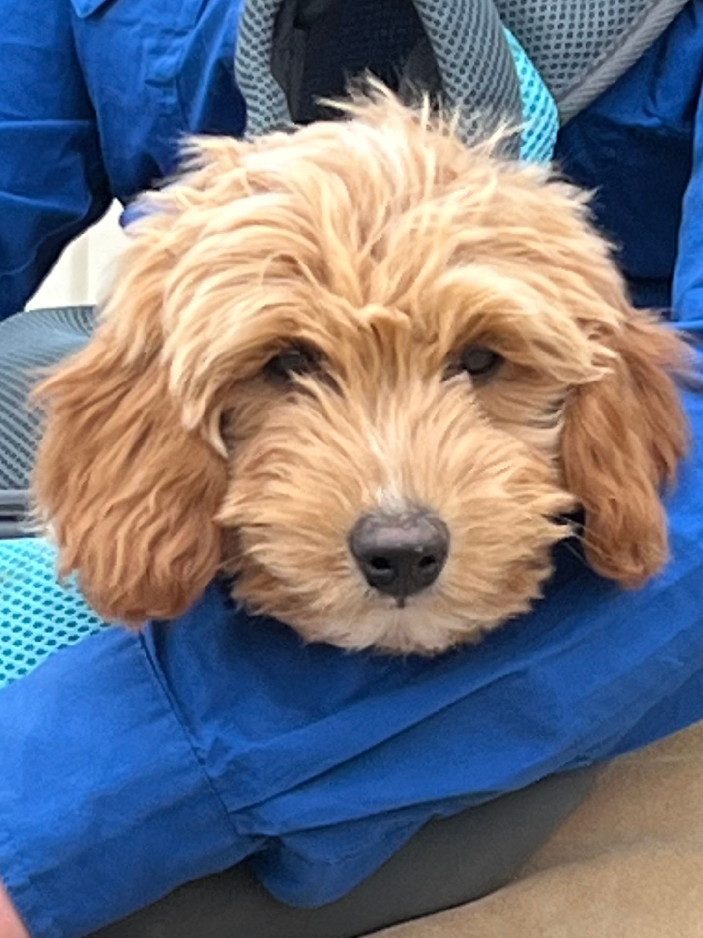 Reserve a micro goldendoodle