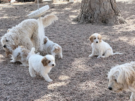 Unveiling RMPNP in Broomfield: Ethical Puppy Breeding Insights