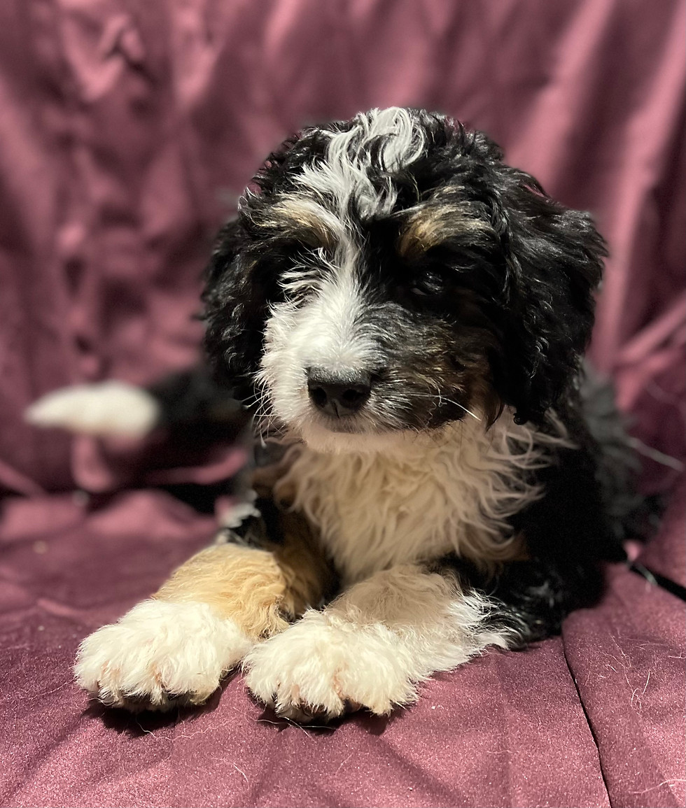 Thumbnail: Reserve a mini bernedoodle