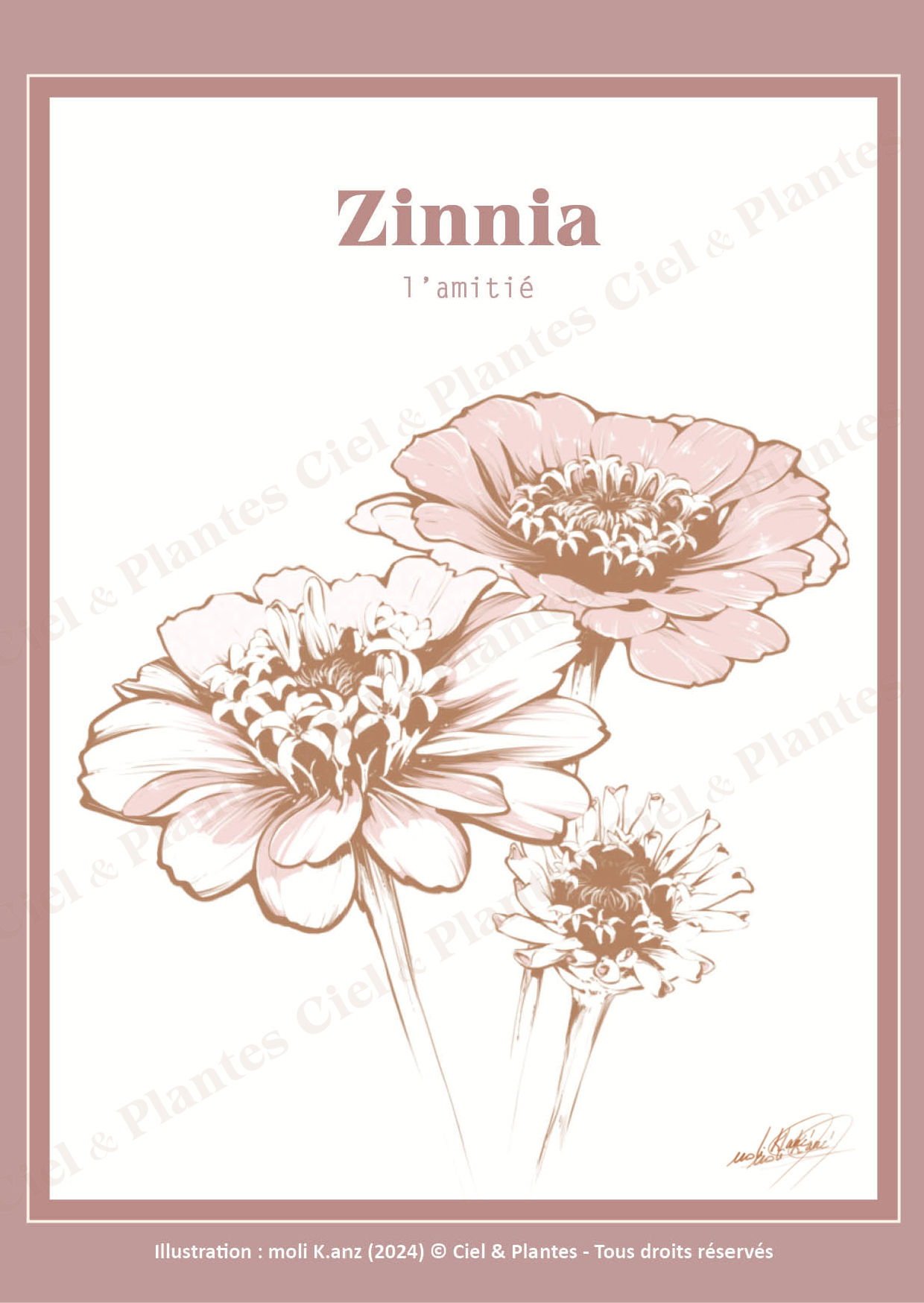 Carte "Le Zinnia illustré". Illustration : Moli K.anz © Ciel & Plantes