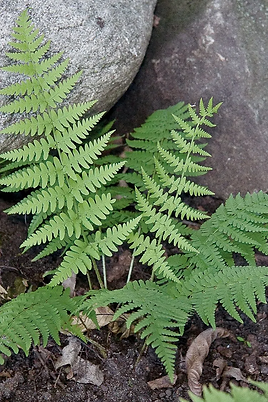 Marginal Wood Fern.png