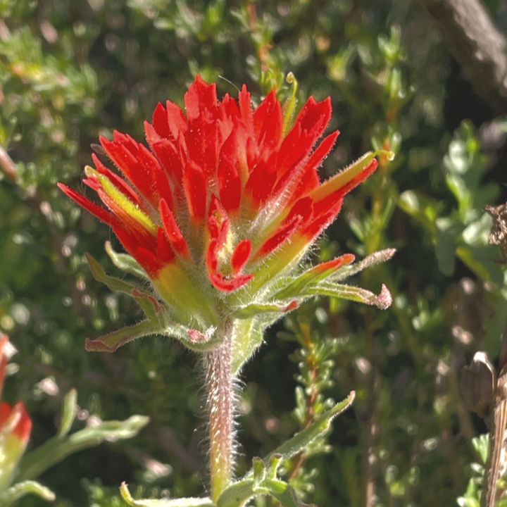 Ignite with Indian Paintbrush