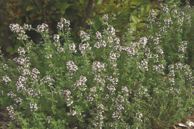 Liquid Courage with Lemon Thyme