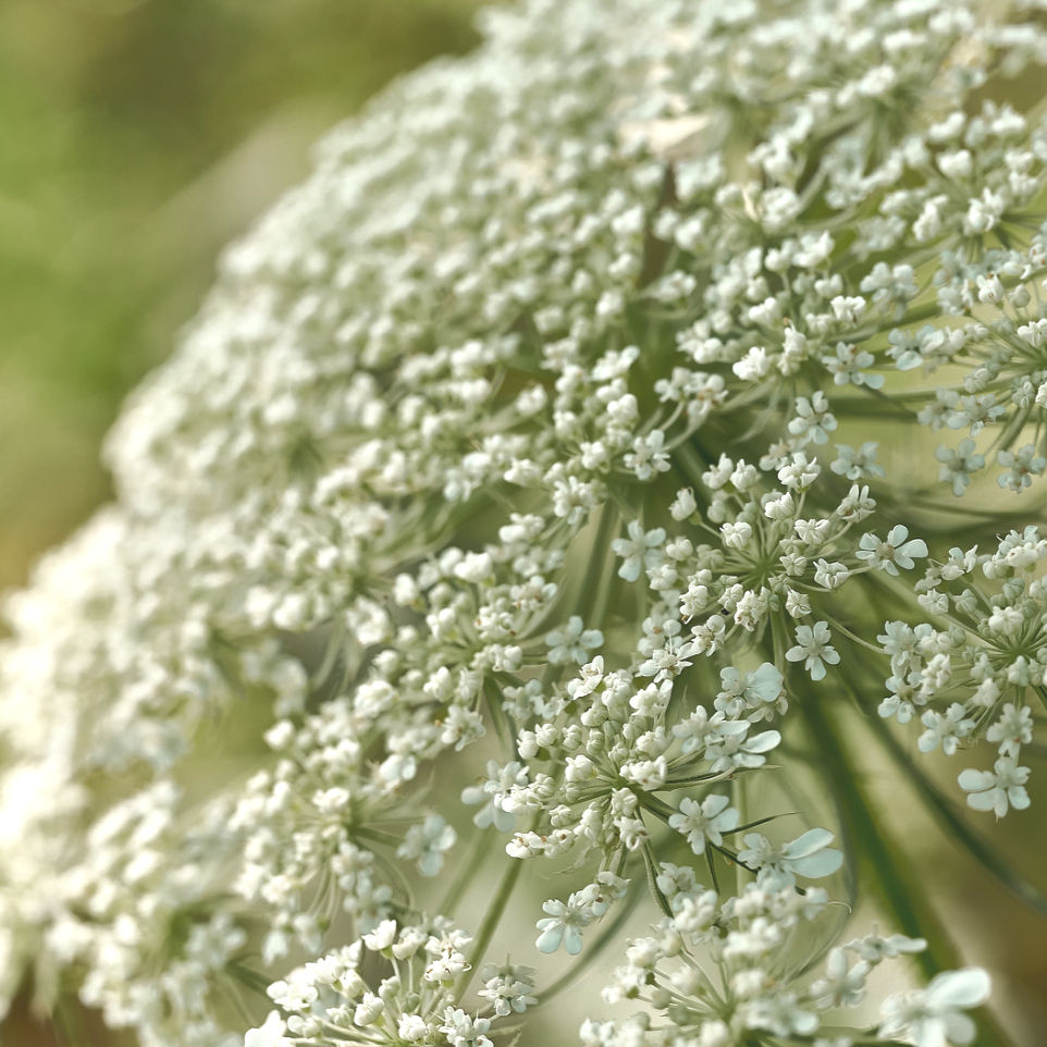 Lens Cleanse with Queen Anne's Lace (Wild Carrot)