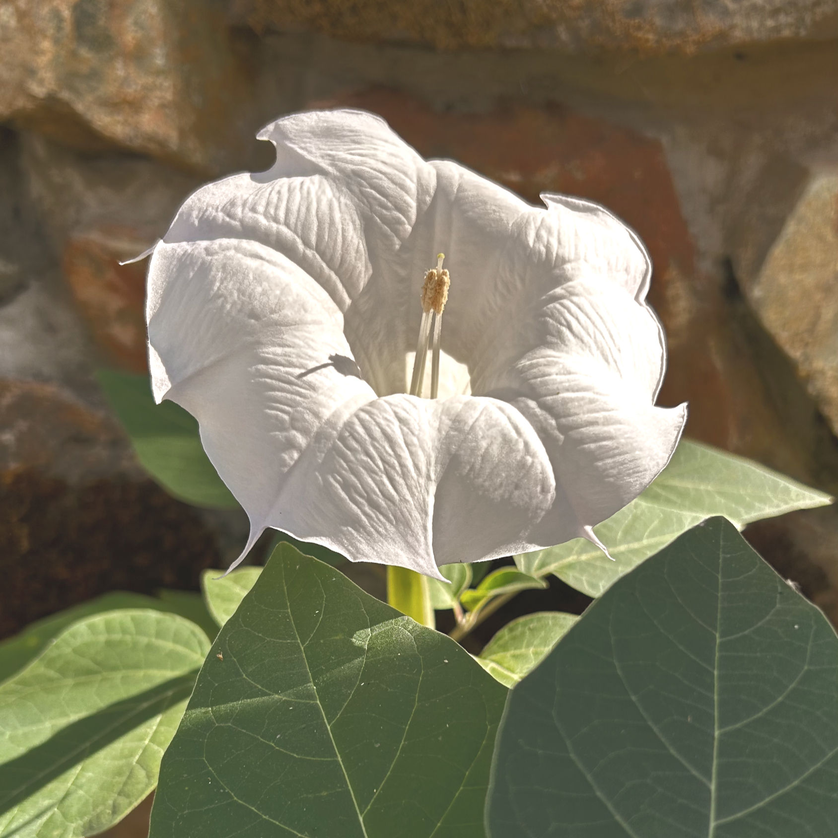 Reborn with Ceremonial Sacred Datura Flower Essence
