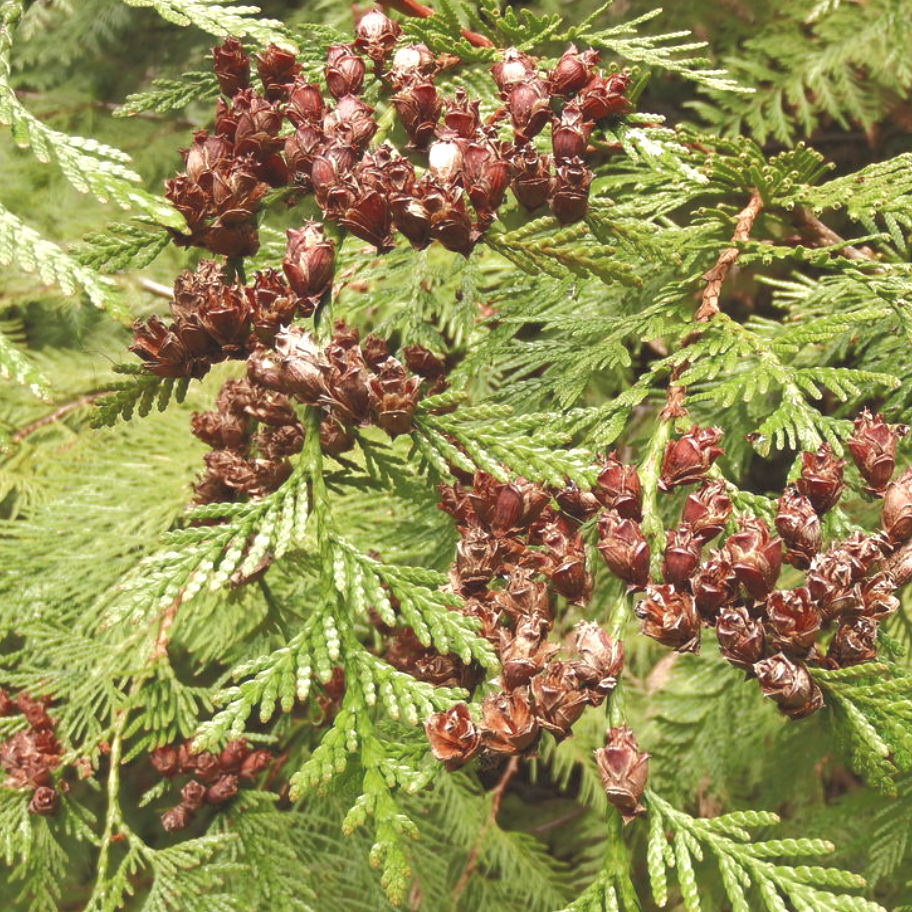 Upright with Western Redcedar