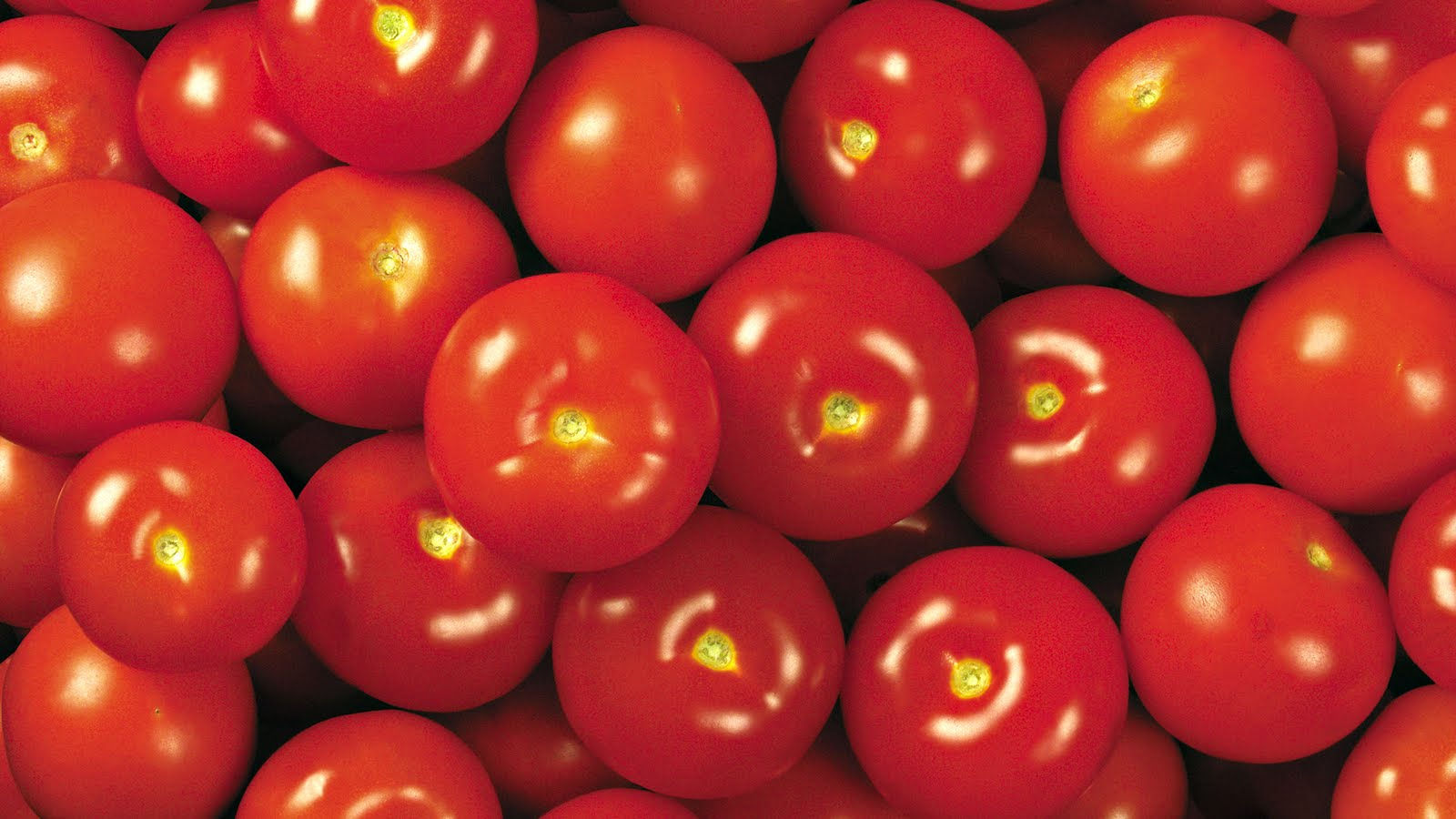 Tomate (Paijanero)