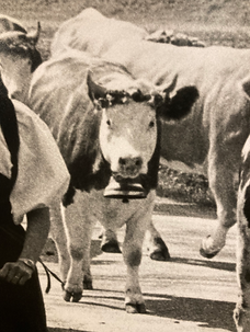 Bergkäserei und Milchwirtschaft.HEIC