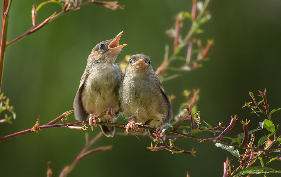 singing birds_edited.jpg