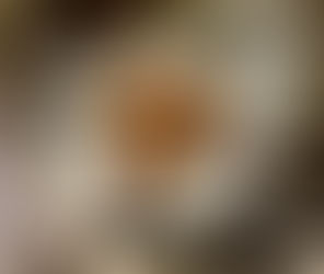 Griddled or fried halloumi with watermelon salsa